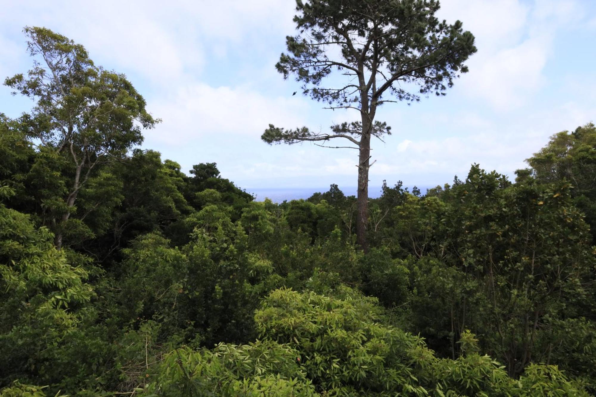 Casas Do Caminho Novo São Roque do Pico Екстериор снимка